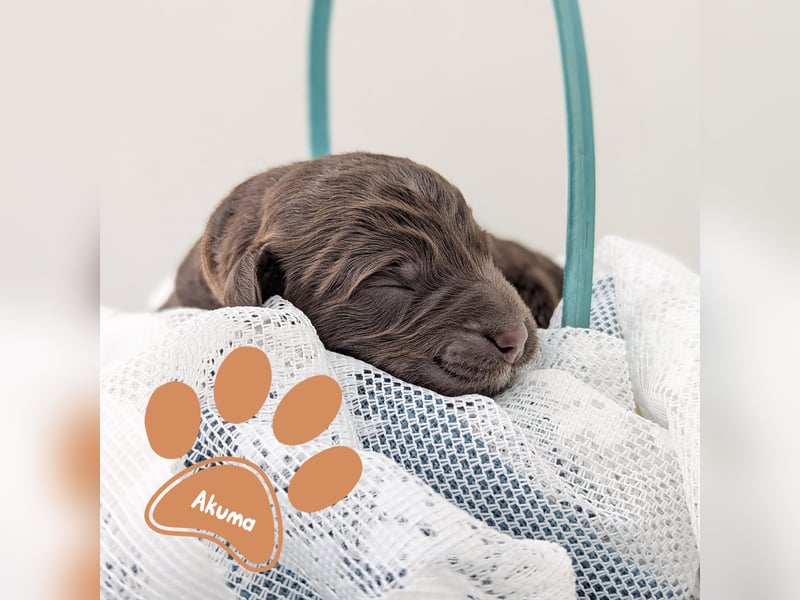 F1b Labradoodle mit Papieren