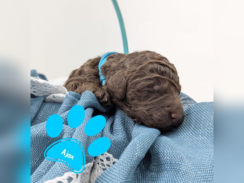 F1b Labradoodle mit Papieren