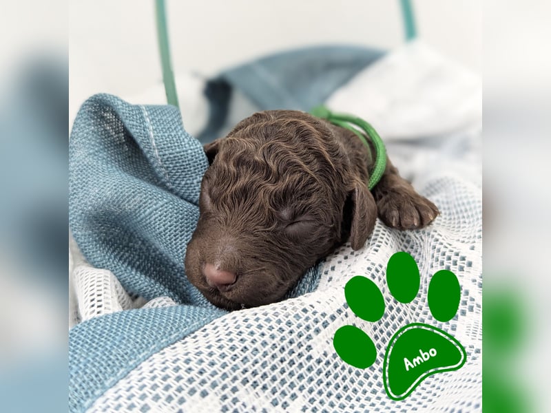 F1b Labradoodle mit Papieren