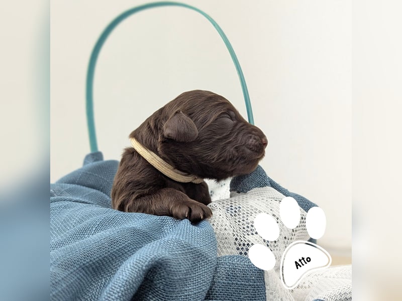 F1b Labradoodle mit Papieren
