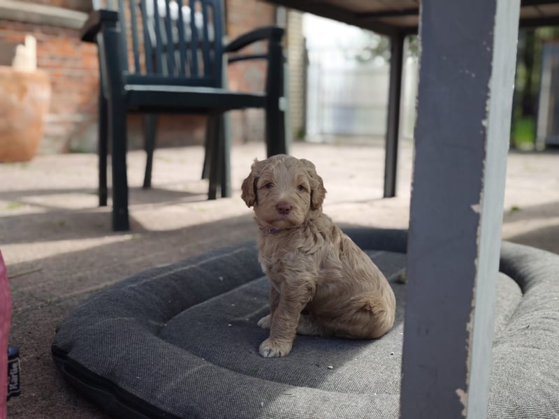 Australian Labradoodle