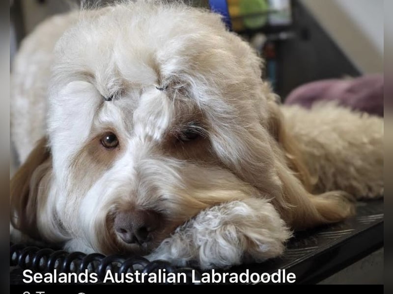 Australian Labradoodle