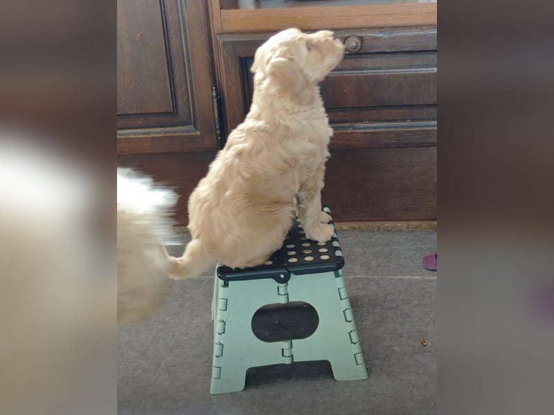 Australian Labradoodle
