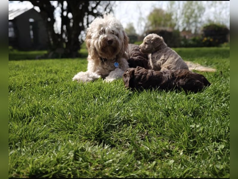 Australian Labradoodle