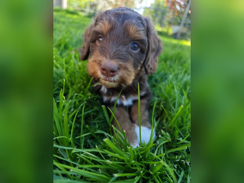 Australian Labradoodle