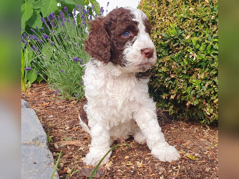 Labradoodle Welpen *Königspudel / Labrador* braun und braun-weiß