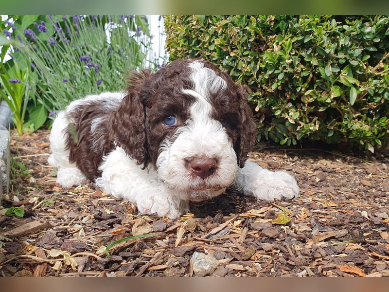Labradoodle Welpen *Königspudel / Labrador* braun und braun-weiß