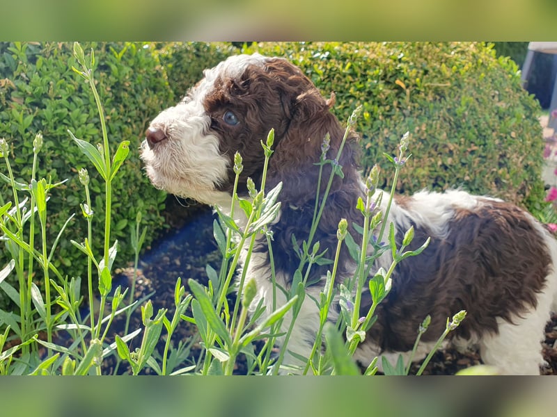 Labradoodle Welpen *Königspudel / Labrador* braun und braun-weiß