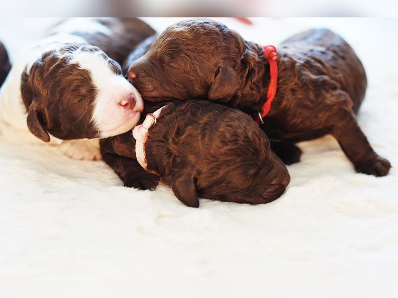 Labradoodle Welpen *Königspudel / Labrador* braun und braun-weiß