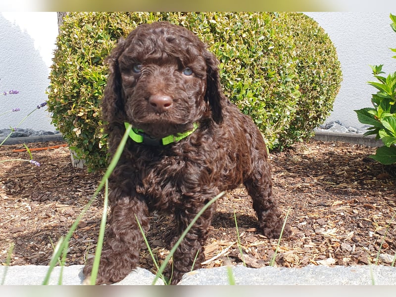 Labradoodle Welpen *Königspudel / Labrador* braun und braun-weiß