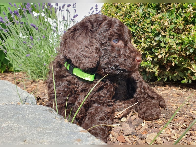Labradoodle Welpen *Königspudel / Labrador* braun und braun-weiß
