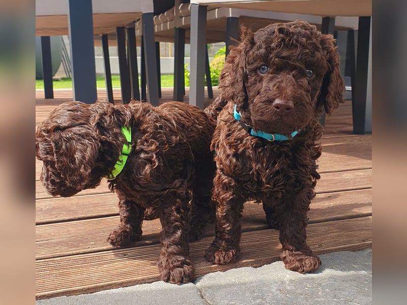 Labradoodle Welpen *Königspudel / Labrador* braun und braun-weiß