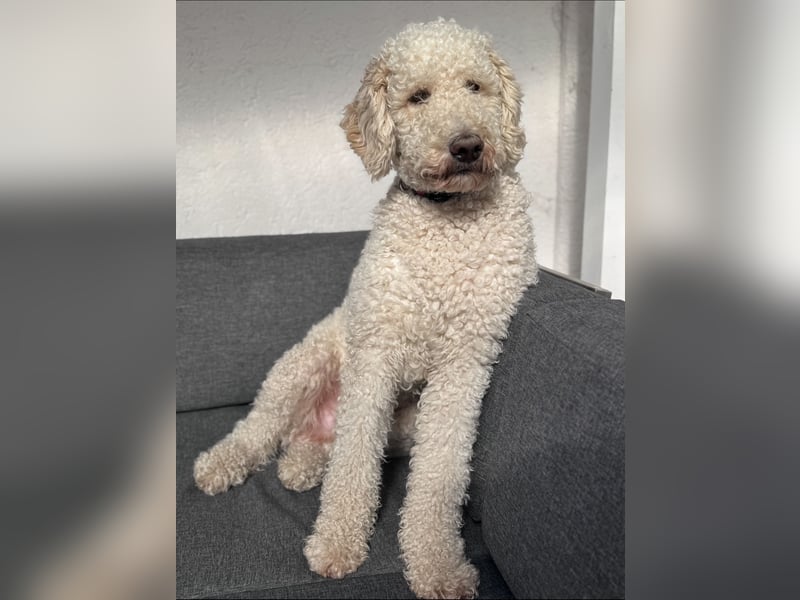 Pascha sucht sein neues Königreich – mit Sofa-Anschluss!