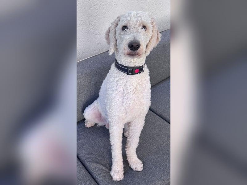 Pascha sucht sein neues Königreich – mit Sofa-Anschluss!