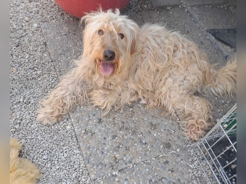 Mustár, freundlicher Labardoodle Mix geb.2024