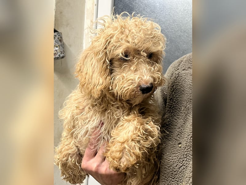 Noch ein süßer Labradoor Welpe verfügbar