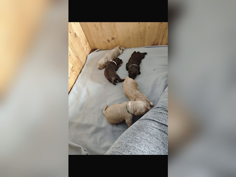 Sealand's Australian Labradoodles