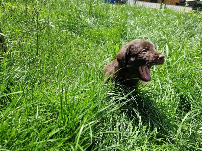 Labradoodle F1 Schokobraun