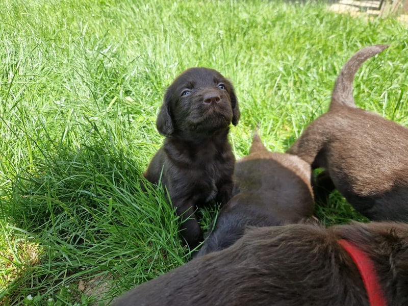 Labradoodle F1 Schokobraun
