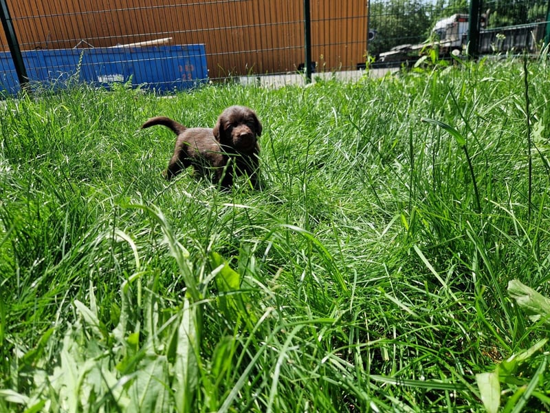 Labradoodle F1 Schokobraun