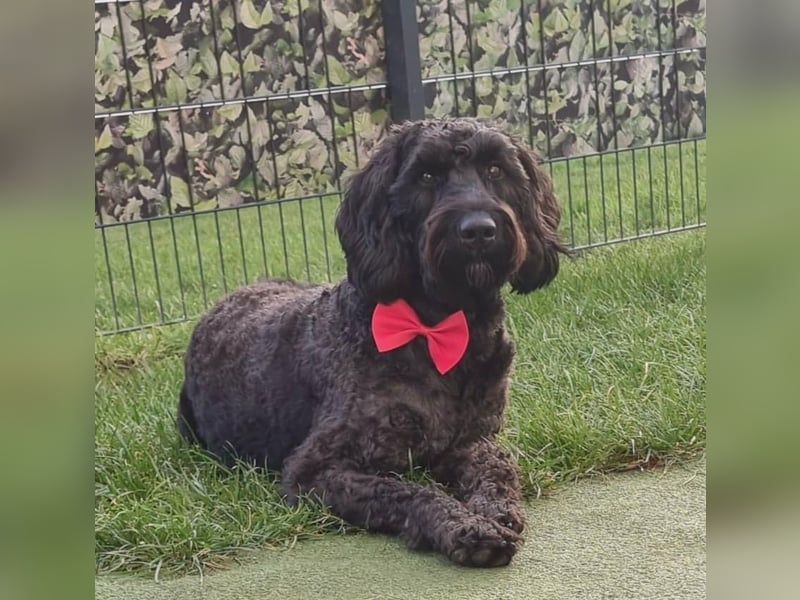 Ein doodle Rüden
