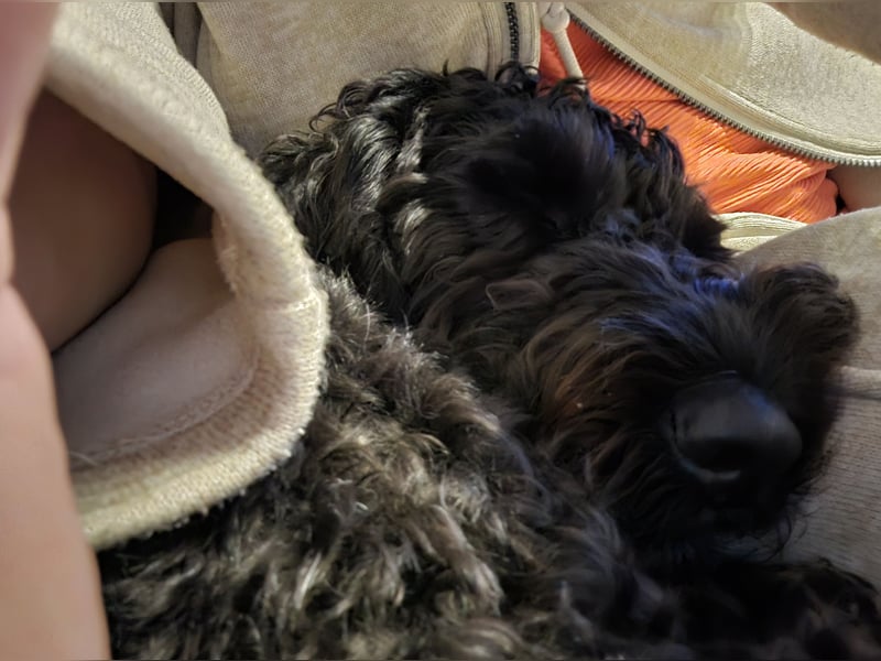Ein doodle Rüden