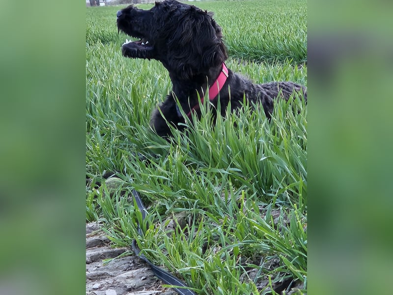 Ein doodle Rüden