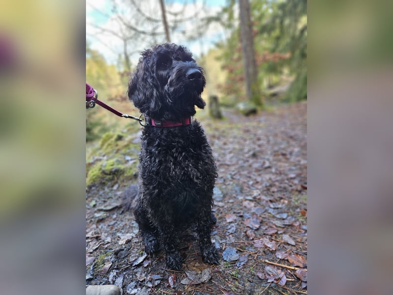 Ein doodle Rüden