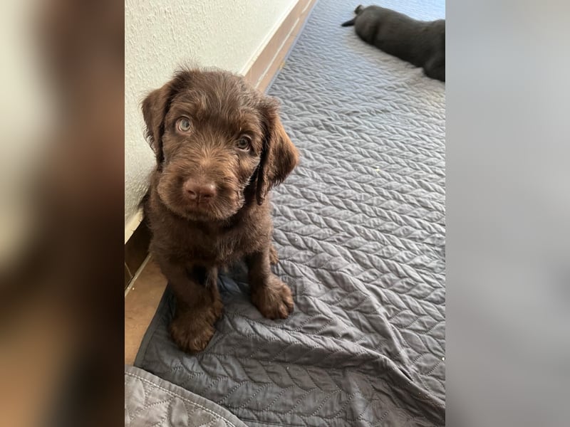 2 Labradoodle Rüden ab Mai abzugeben