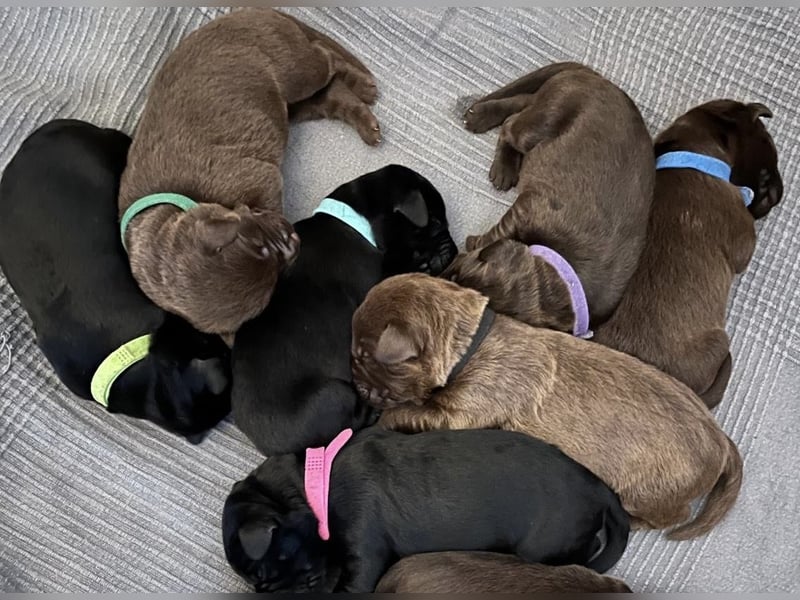 2 Labradoodle Rüden ab Mai abzugeben