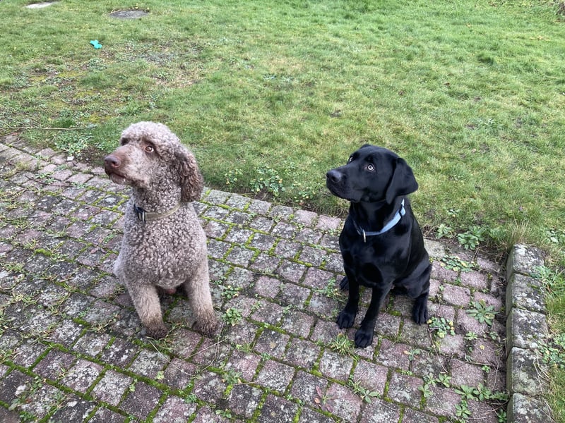2 Labradoodle Rüden ab Mai abzugeben