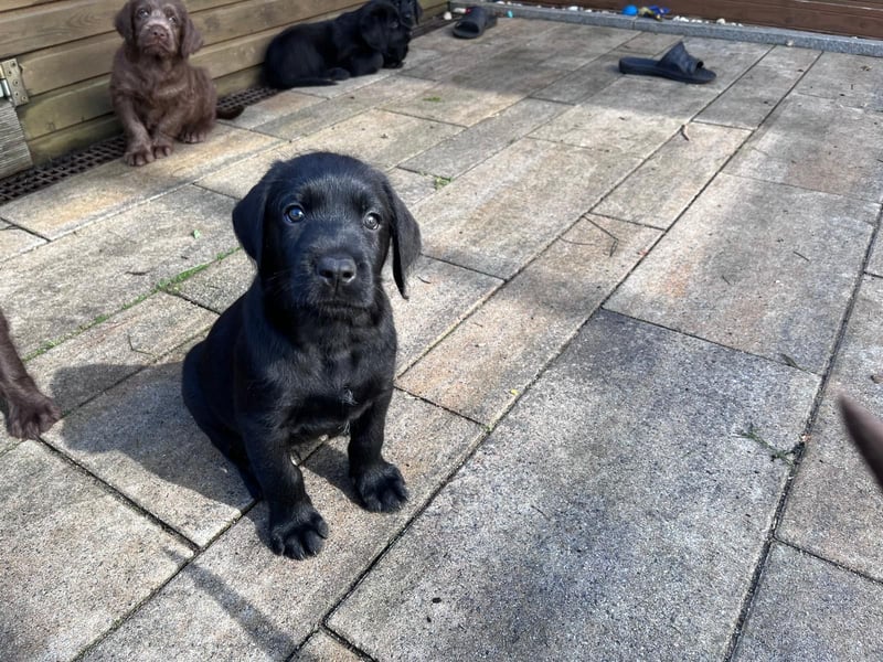 2 Labradoodle Rüden ab Mai abzugeben