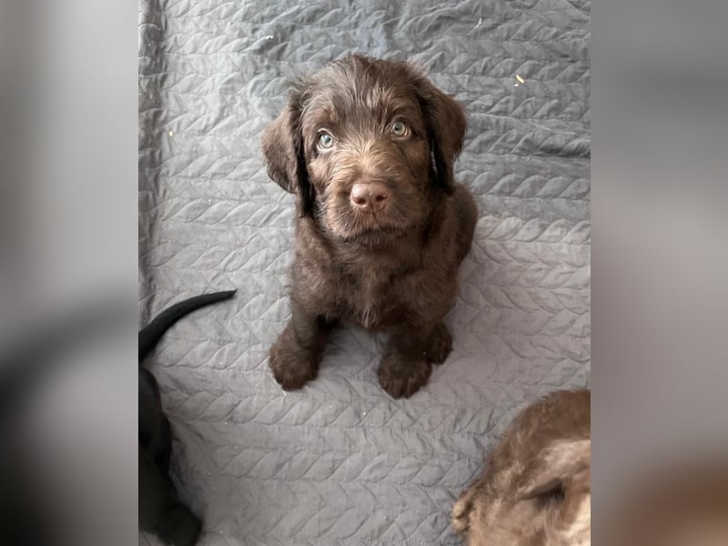 2 Labradoodle Rüden ab Mai abzugeben