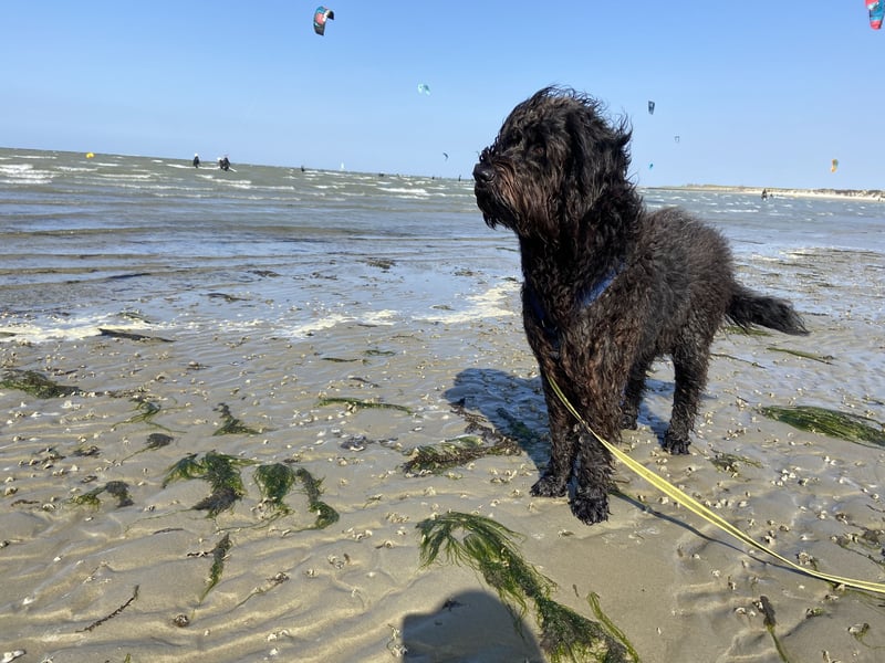 Labradoodle Deckrüde