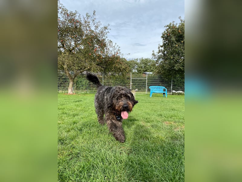 Labradoodle Deckrüde