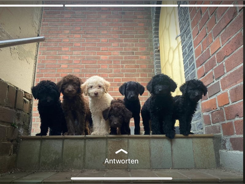 Labradoodle Deckrüde