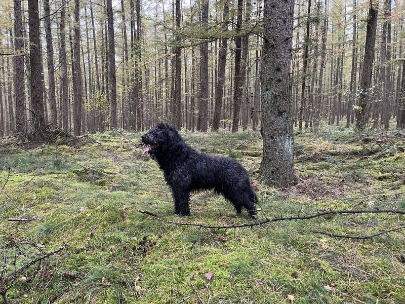 Labradoodle Deckrüde