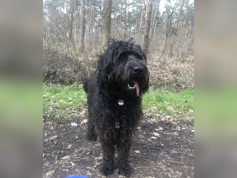 Labradoodle Deckrüde