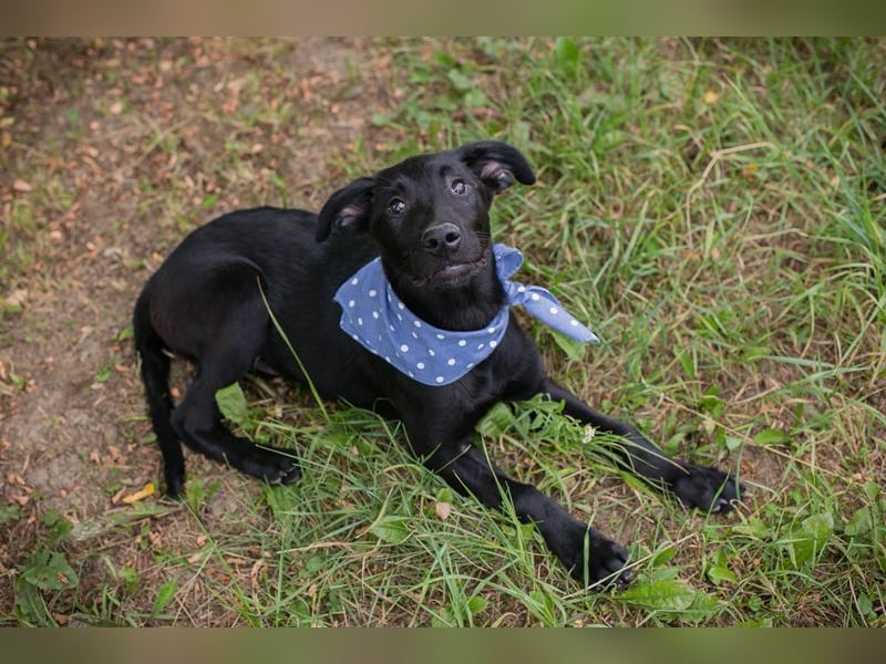 Sarino - der Labradorwelpe ist sozial, aktiv und menschenbezogen