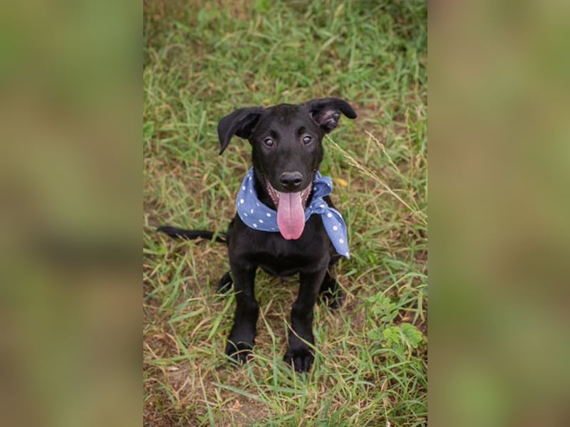 Sarino - der Labradorwelpe ist sozial, aktiv und menschenbezogen