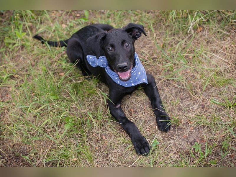 Sarino - der Labradorwelpe ist sozial, aktiv und menschenbezogen