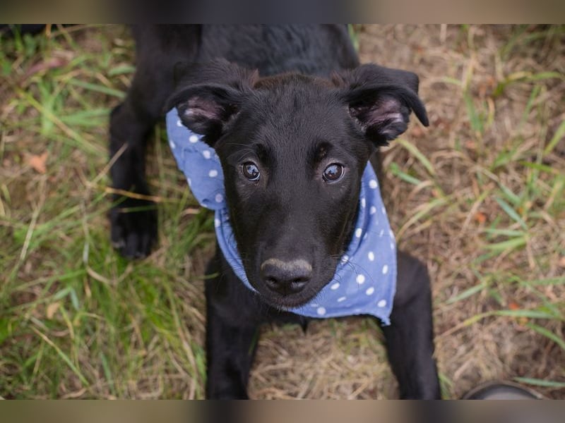 Sarino - der Labradorwelpe ist sozial, aktiv und menschenbezogen