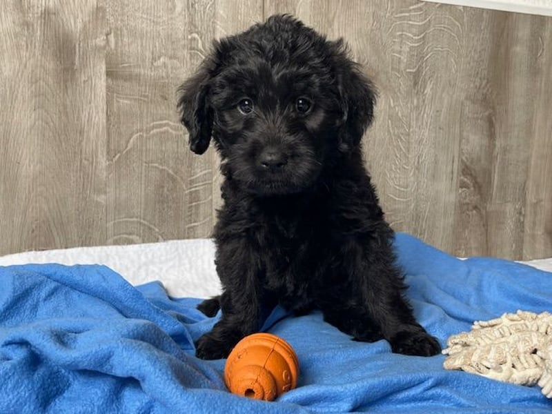 Labradoodlewelpe F1 (mittelgroß) - abgabebereit ab dem 05.06.