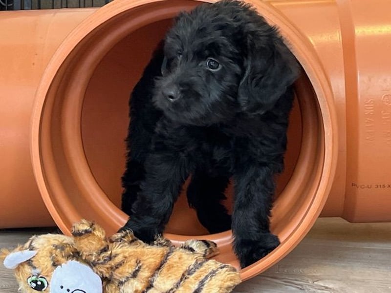 Labradoodlewelpe F1 (mittelgroß) - abgabebereit ab dem 05.06.