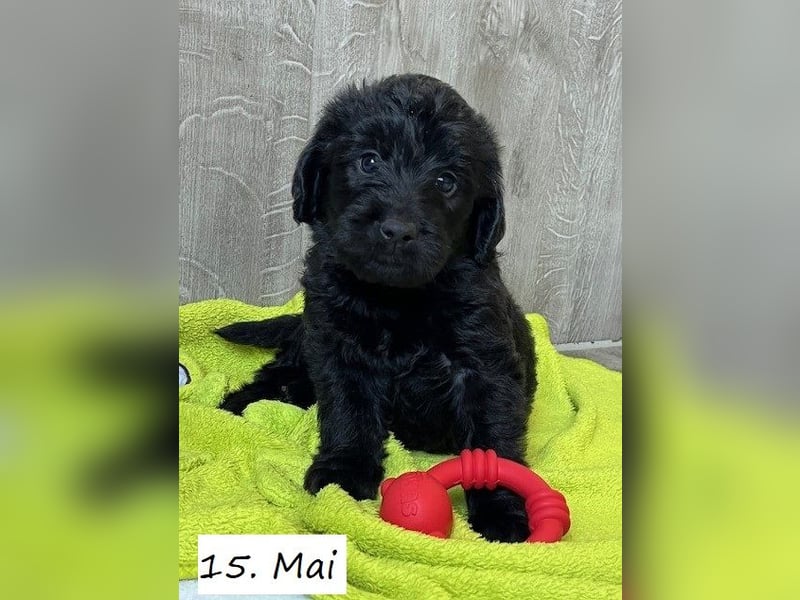 Labradoodlewelpe F1 (mittelgroß) - abgabebereit ab dem 05.06.
