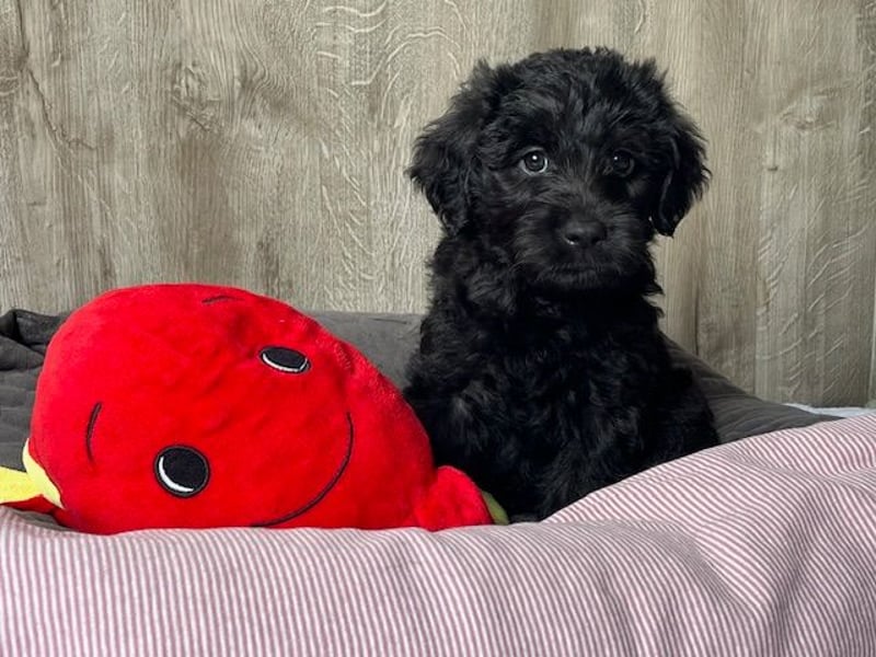 Labradoodlewelpe F1 (mittelgroß) - abgabebereit ab dem 05.06.