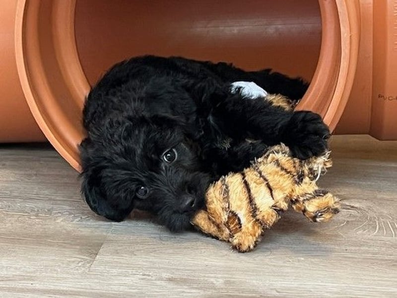 Labradoodlewelpe F1 (mittelgroß) - abgabebereit ab dem 05.06.