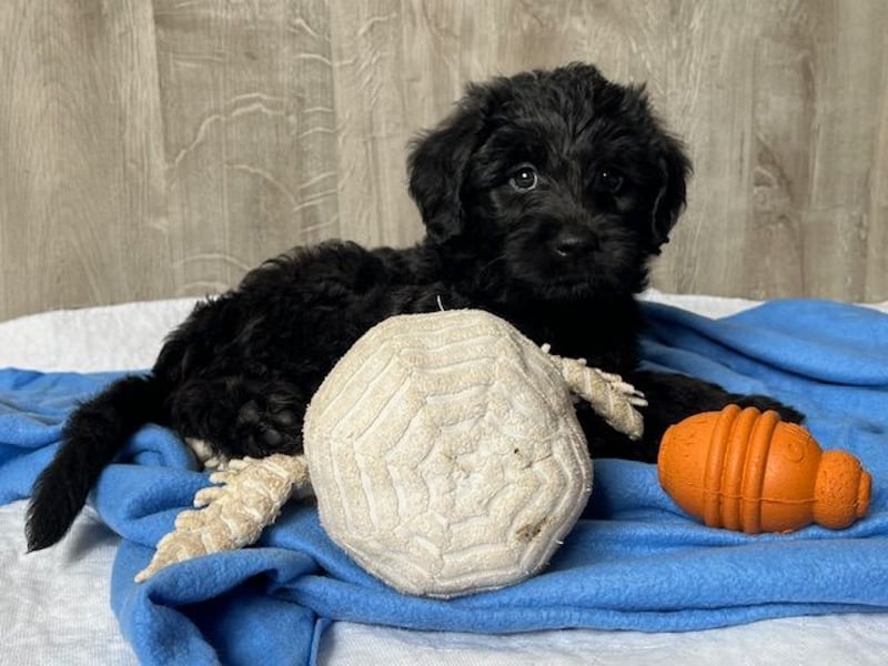 Labradoodlewelpe F1 (mittelgroß) - abgabebereit ab dem 05.06.