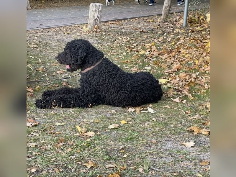 Labradoddle