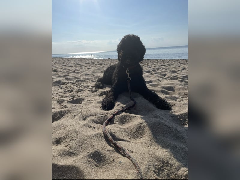 Labradoddle